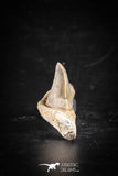 88707 - Super Rare Pathologically Deformed 1.45 Inch Otodus obliquus Shark Tooth