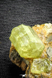 22113 - Lustrous Yellow Green Apatite Crystals on Brecciated Matrix - Imilchil (Morocco)