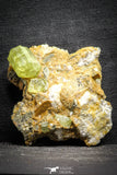 22113 - Lustrous Yellow Green Apatite Crystals on Brecciated Matrix - Imilchil (Morocco)