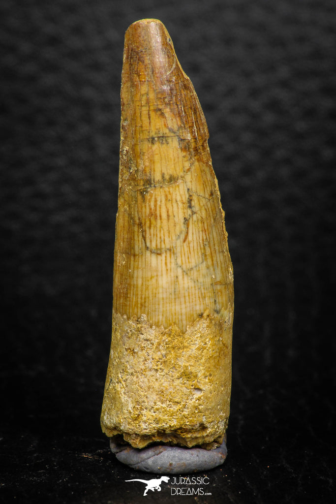 08163 - Nice 1.83 Inch Spinosaurus Dinosaur Tooth Cretaceous KemKem Beds