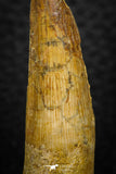 08163 - Nice 1.83 Inch Spinosaurus Dinosaur Tooth Cretaceous KemKem Beds