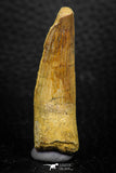 08163 - Nice 1.83 Inch Spinosaurus Dinosaur Tooth Cretaceous KemKem Beds