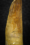 08163 - Nice 1.83 Inch Spinosaurus Dinosaur Tooth Cretaceous KemKem Beds
