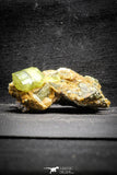 22113 - Lustrous Yellow Green Apatite Crystals on Brecciated Matrix - Imilchil (Morocco)