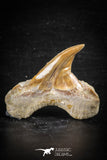 88709 - Super Rare Pathologically Deformed 1.96 Inch Otodus obliquus Shark Tooth