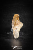 88709 - Super Rare Pathologically Deformed 1.96 Inch Otodus obliquus Shark Tooth