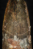 08164 - Nice 1.33 Inch Spinosaurus Dinosaur Tooth Cretaceous KemKem Beds