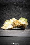 22113 - Lustrous Yellow Green Apatite Crystals on Brecciated Matrix - Imilchil (Morocco)