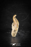 88710 - Super Rare Pathologically Deformed 1.80 Inch Otodus obliquus Shark Tooth