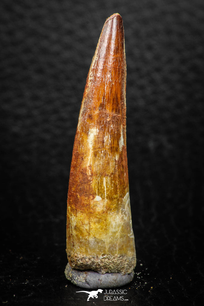 08165 - Nice 1.88 Inch Spinosaurus Dinosaur Tooth Cretaceous KemKem Beds