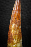08165 - Nice 1.88 Inch Spinosaurus Dinosaur Tooth Cretaceous KemKem Beds