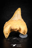 88711 - Super Rare Pathologically Deformed 2.39 Inch Otodus obliquus Shark Tooth