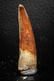 08165 - Nice 1.88 Inch Spinosaurus Dinosaur Tooth Cretaceous KemKem Beds