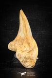 88711 - Super Rare Pathologically Deformed 2.39 Inch Otodus obliquus Shark Tooth