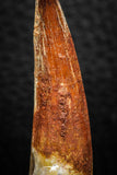 08165 - Nice 1.88 Inch Spinosaurus Dinosaur Tooth Cretaceous KemKem Beds