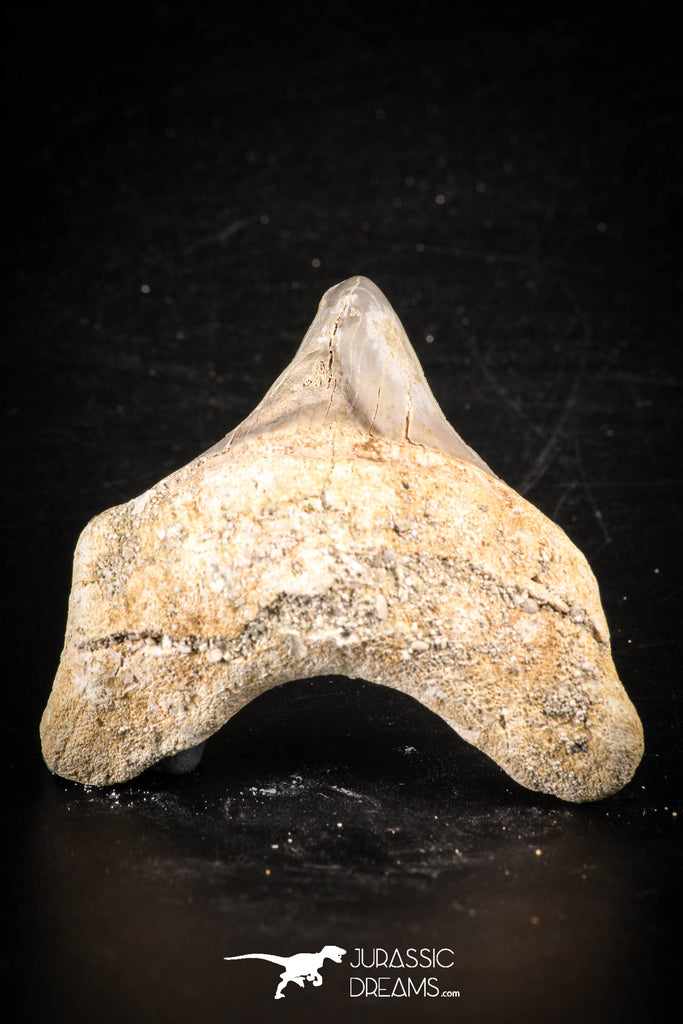 88712 - Super Rare Pathologically Deformed 1.83 Inch Otodus obliquus Shark Tooth