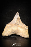 88712 - Super Rare Pathologically Deformed 1.83 Inch Otodus obliquus Shark Tooth