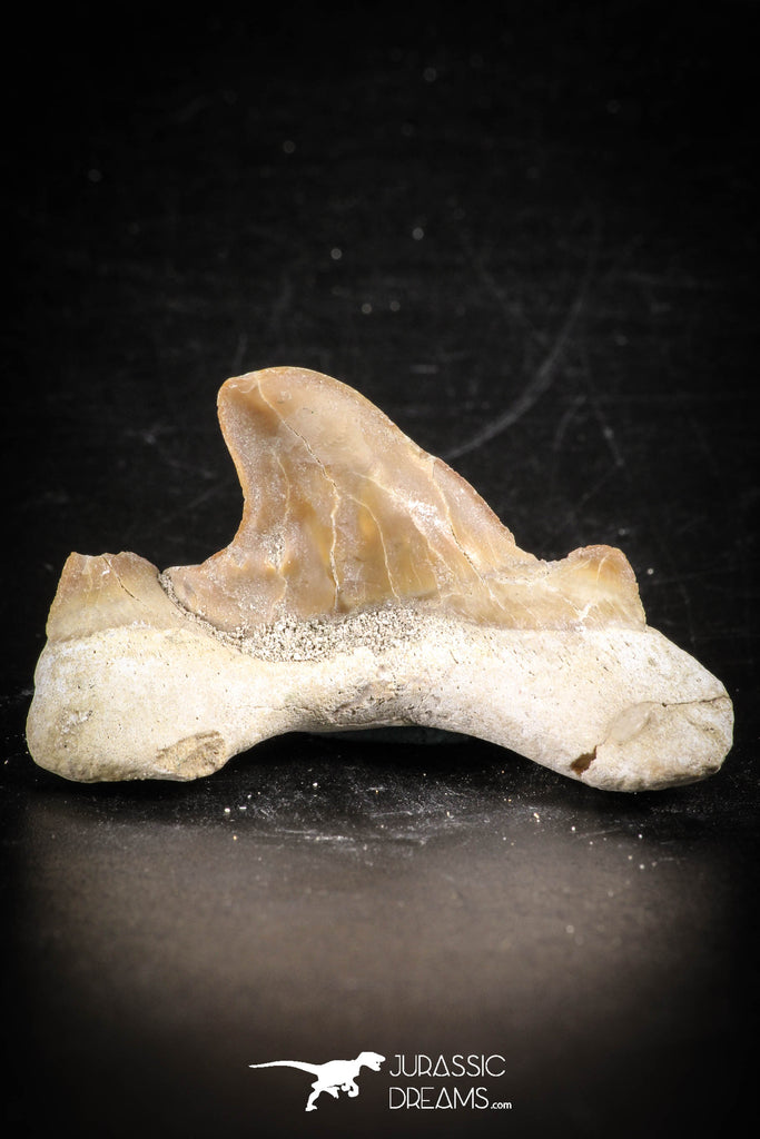 88713 - Super Rare Pathologically Deformed 1.79 Inch Otodus obliquus Shark Tooth