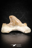 88713 - Super Rare Pathologically Deformed 1.79 Inch Otodus obliquus Shark Tooth