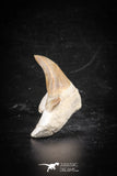88713 - Super Rare Pathologically Deformed 1.79 Inch Otodus obliquus Shark Tooth