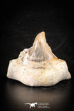 88715 - Super Rare Pathologically Deformed 1.82 Inch Otodus obliquus Shark Tooth