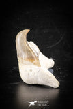 88715 - Super Rare Pathologically Deformed 1.82 Inch Otodus obliquus Shark Tooth