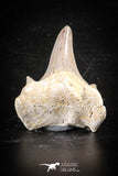 88716 - Super Rare Pathologically Deformed 1.92 Inch Otodus obliquus Shark Tooth