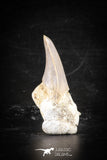 88716 - Super Rare Pathologically Deformed 1.92 Inch Otodus obliquus Shark Tooth