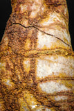 06010 - Rare Spinosaurus - Crocodile 2.09 Inch Coprolite with Digested Fish Scales
