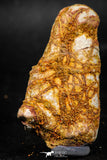 06010 - Rare Spinosaurus - Crocodile 2.09 Inch Coprolite with Digested Fish Scales