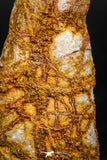 06010 - Rare Spinosaurus - Crocodile 2.09 Inch Coprolite with Digested Fish Scales