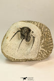 30853 - Top Beautiful 1.50 Inch Cyphaspis (Otarion) cf. boutscharafinense Devonian Trilobite