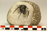 30853 - Top Beautiful 1.50 Inch Cyphaspis (Otarion) cf. boutscharafinense Devonian Trilobite
