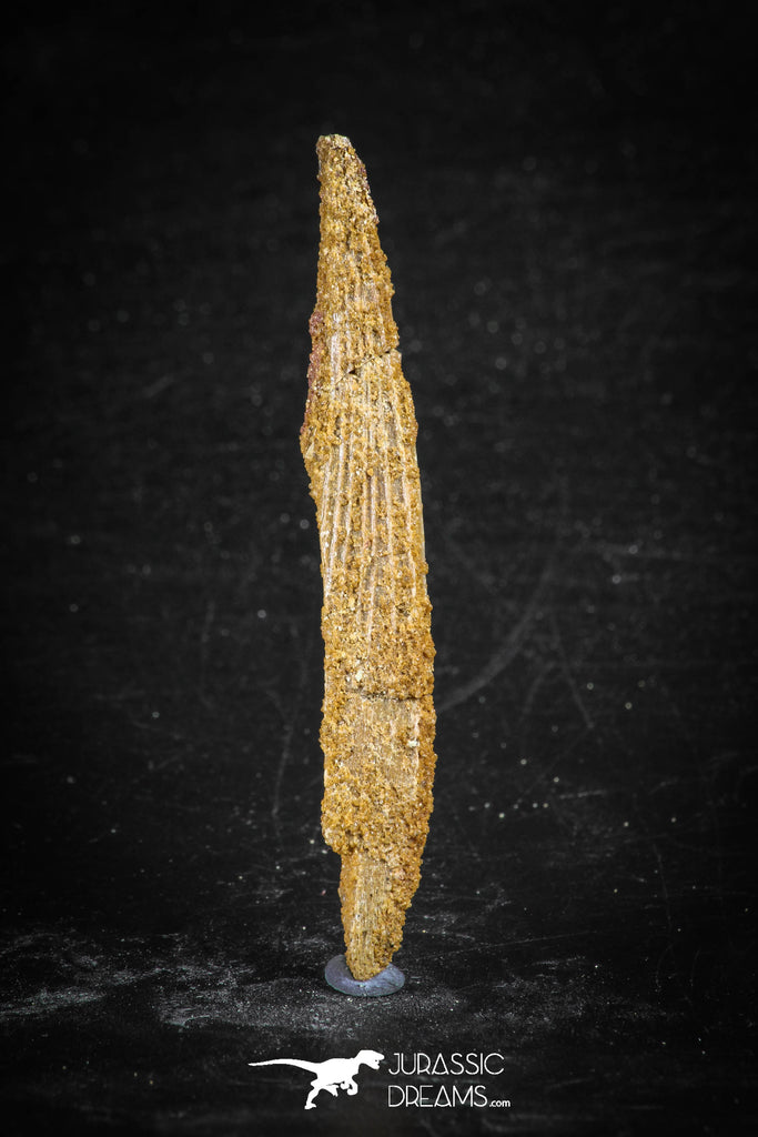 88723 - Top Quality 2.26 Inch Hybodus Shark Dorsal Spine KemKem