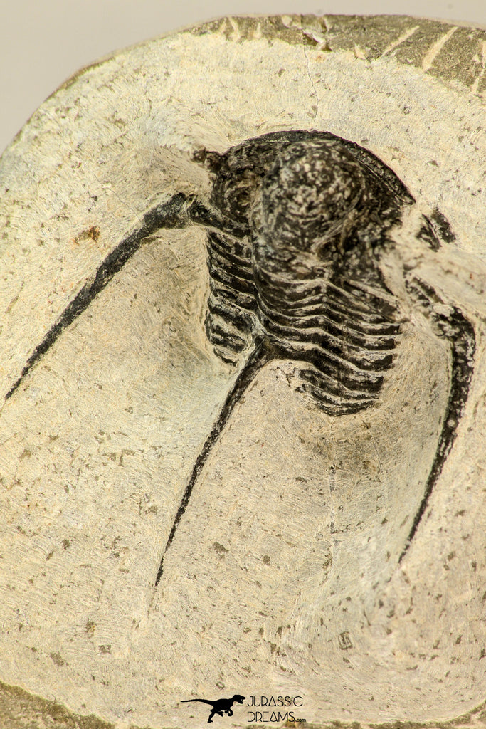 30853 - Top Beautiful 1.50 Inch Cyphaspis (Otarion) cf. boutscharafinense Devonian Trilobite