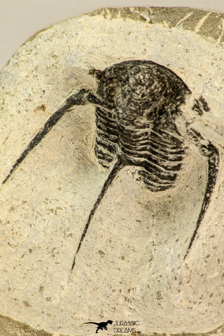30853 - Top Beautiful 1.50 Inch Cyphaspis (Otarion) cf. boutscharafinense Devonian Trilobite