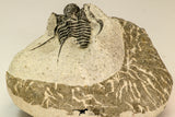 30853 - Top Beautiful 1.50 Inch Cyphaspis (Otarion) cf. boutscharafinense Devonian Trilobite