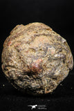 06012 - Rare Spinosaurus - Crocodile 1.50 Inch Coprolite with Digested Fish Scales