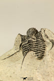 30853 - Top Beautiful 1.50 Inch Cyphaspis (Otarion) cf. boutscharafinense Devonian Trilobite