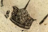 30853 - Top Beautiful 1.50 Inch Cyphaspis (Otarion) cf. boutscharafinense Devonian Trilobite