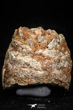 06014 - Rare Spinosaurus - Crocodile 0.91 Inch Coprolite with Digested Fish Scales