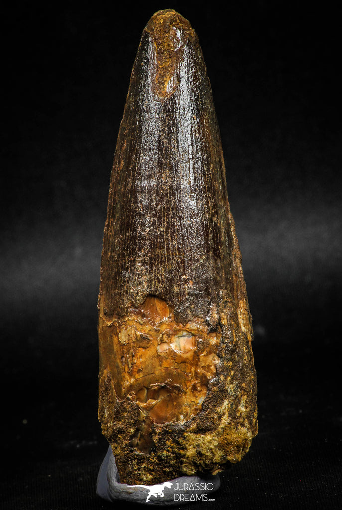 06017 - Nicely Preserved 3.50 Inch Spinosaurus Dinosaur Tooth Cretaceous