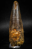 06017 - Nicely Preserved 3.50 Inch Spinosaurus Dinosaur Tooth Cretaceous