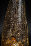 06017 - Nicely Preserved 3.50 Inch Spinosaurus Dinosaur Tooth Cretaceous