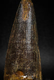 06017 - Nicely Preserved 3.50 Inch Spinosaurus Dinosaur Tooth Cretaceous