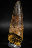 06017 - Nicely Preserved 3.50 Inch Spinosaurus Dinosaur Tooth Cretaceous