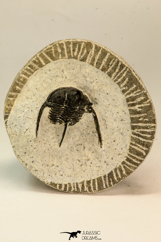 30856 - Well Preserved 1.19 Inch Cyphaspis (Otarion) cf. boutscharafinense Devonian Trilobite