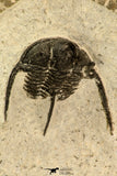 30856 - Well Preserved 1.19 Inch Cyphaspis (Otarion) cf. boutscharafinense Devonian Trilobite