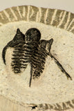 30856 - Well Preserved 1.19 Inch Cyphaspis (Otarion) cf. boutscharafinense Devonian Trilobite