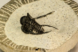 30856 - Well Preserved 1.19 Inch Cyphaspis (Otarion) cf. boutscharafinense Devonian Trilobite